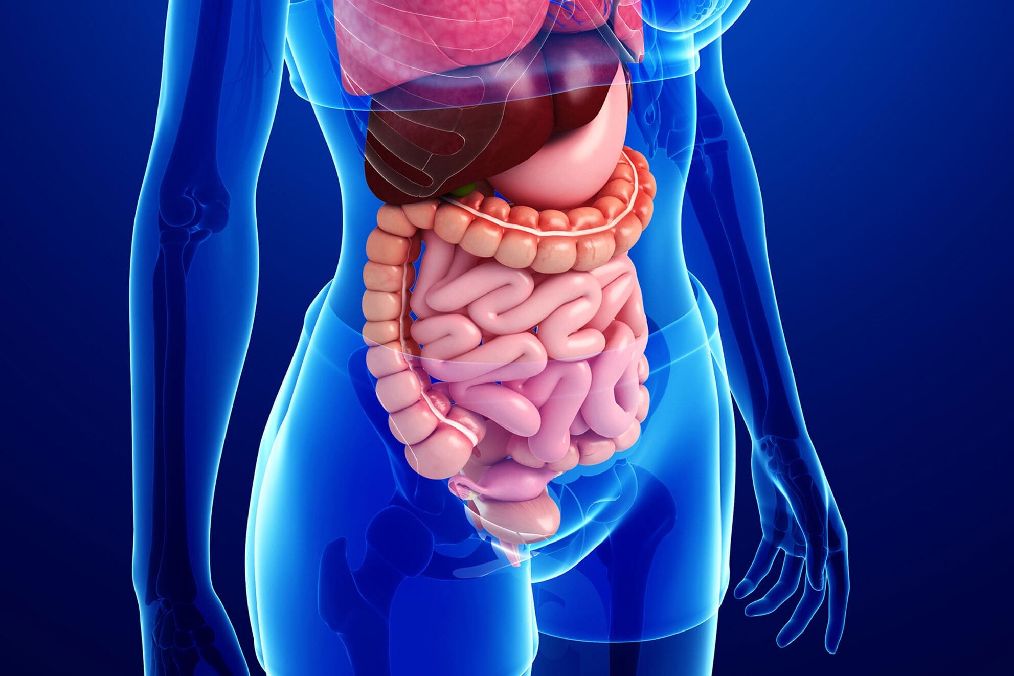 Ilustração médica do sistema digestivo humano, destacando órgãos como estômago, fígado, pâncreas, vesícula biliar, intestino delgado e intestino grosso. A imagem mostra a importância da harmonia entre esses órgãos para uma digestão saudável e o bom funcionamento do organismo.