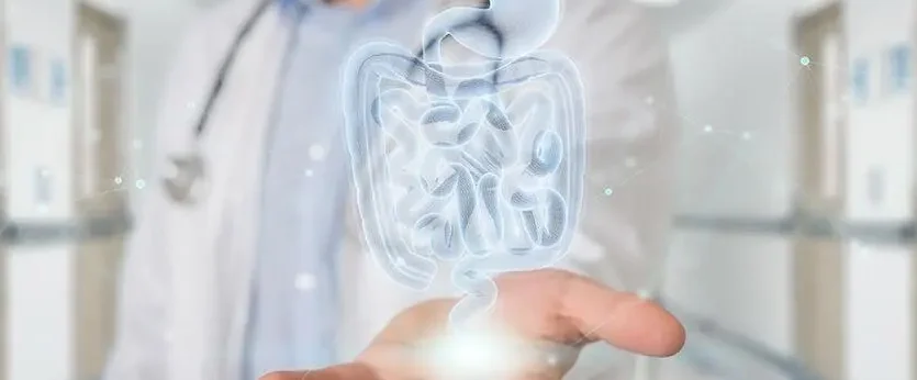 Gastroenterologista segurando uma ilustração digital do sistema digestivo humano, destacando estômago e intestinos, em ambiente clínico