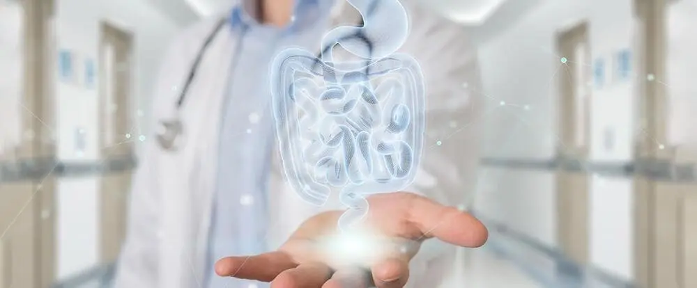 Gastroenterologista segurando uma ilustração digital do sistema digestivo humano, destacando intestinos, em ambiente clínico