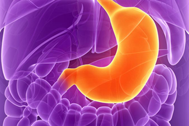 Ilustração médica destacando o estômago em laranja, localizado entre o esôfago e o intestino, cercado pelos demais órgãos do sistema digestivo em roxo.