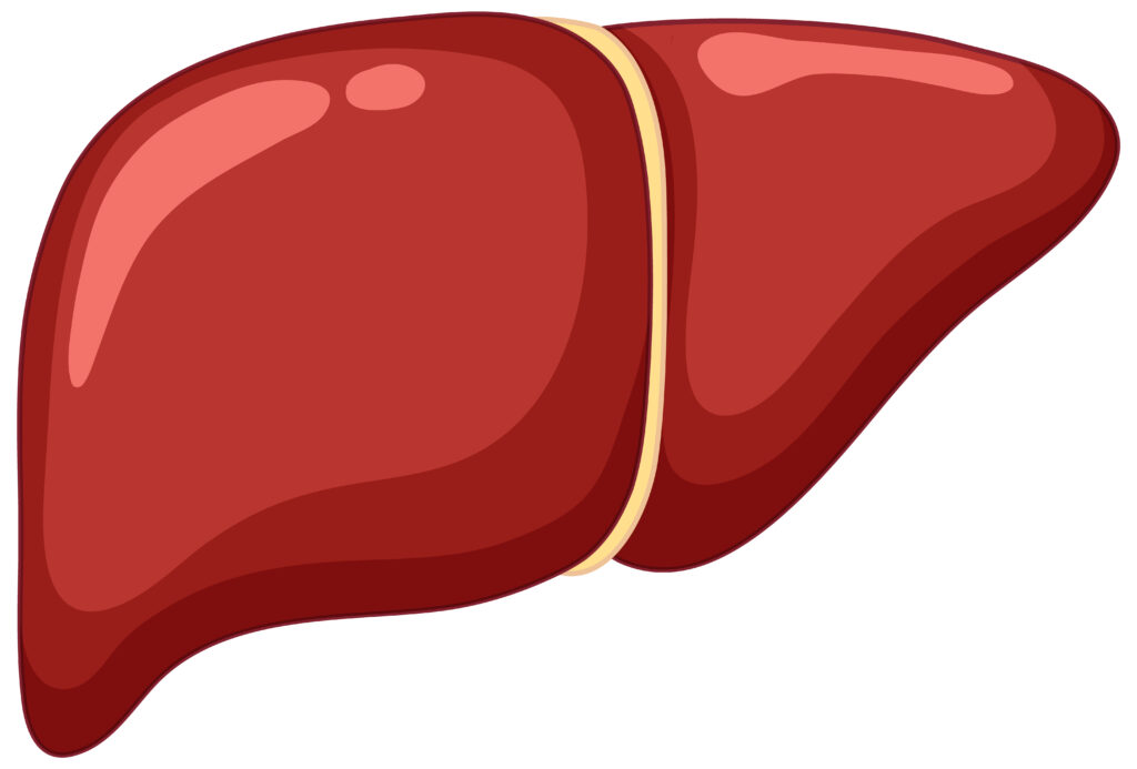 Ilustração anatômica simplificada do fígado humano, usada para explicar condições como hepatite, cirrose