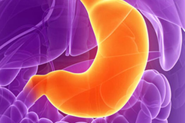 Ilustração médica destacando o estômago em laranja, localizado entre o esôfago e o intestino, cercado pelos demais órgãos do sistema digestivo em roxo.