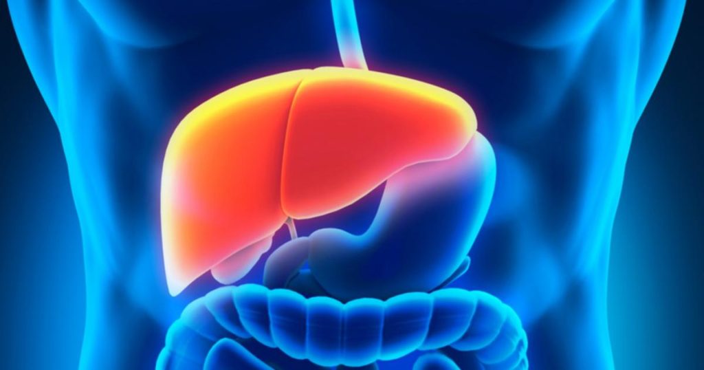 Ilustração médica do fígado em destaque na cor laranja, localizado no abdômen superior, acima do estômago e dos intestinos.